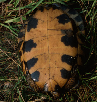 Wood Turtle