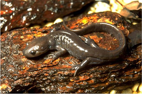 Jefferson's Salamander