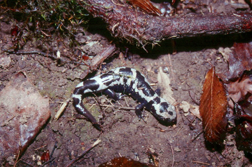 Marbled Salamander