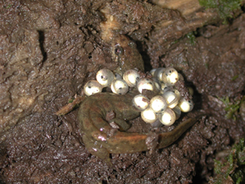 Northern Dusky Salamander