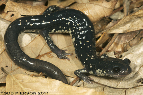 northern slimy salamander