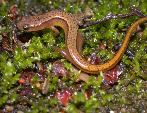 Northern Two-lined Salamander