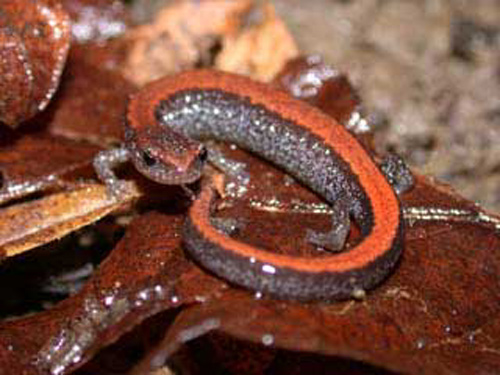 Redback Salamander