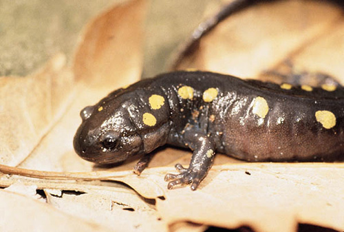 Spotted Salamander