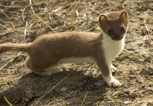 Short-tailed Weasel