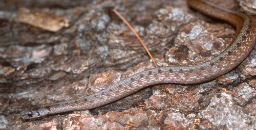 Dekay's Brownsnake