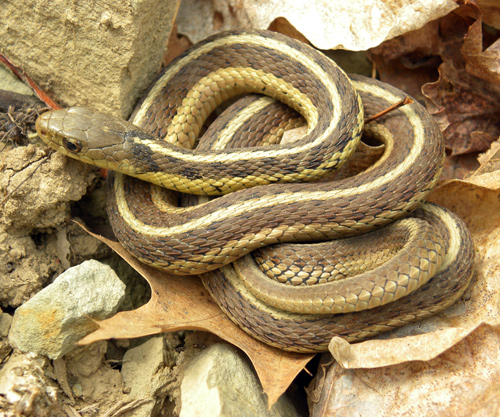 Brown Garter Snake