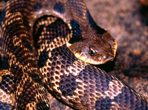 Eastern Hog-nosed Snake