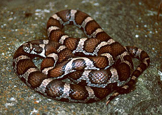 Eastern Milksnake