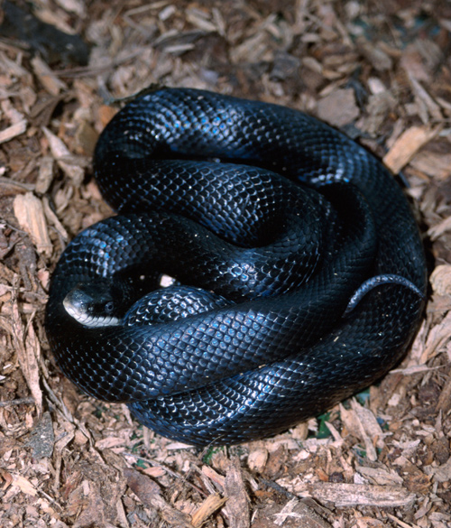 Eastern Rat Snake