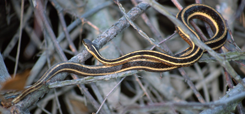 Eastern Ribbonsnake