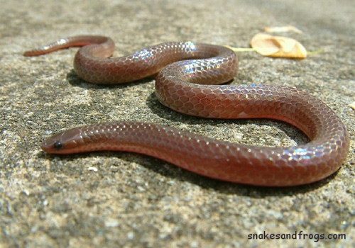 Eastern Wormsnake