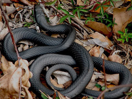 Northern Black Racer