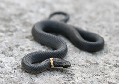 Northern Ring-necked Snake