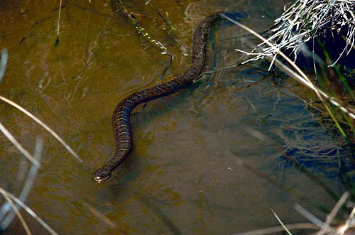 Northern Watersnake