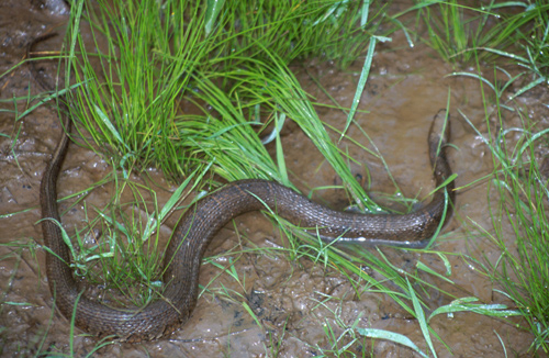 Northern Watersnake