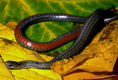 Redbelly Snake