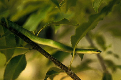 Smooth Greensnake