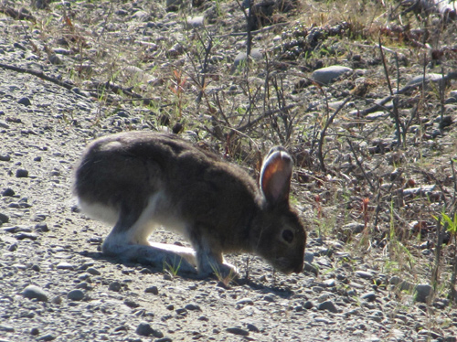 Snowshoe Hare