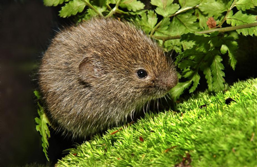 Southern Bog Lemming.