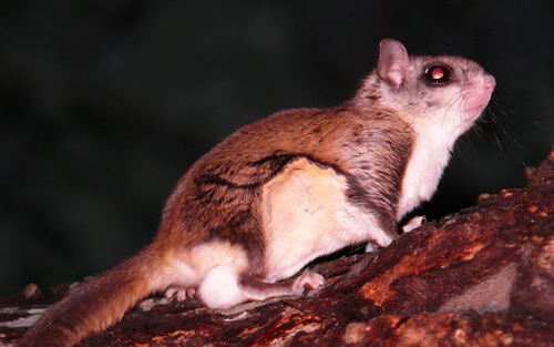 flying squirrel connecticut