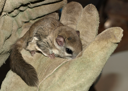 flying squirrel connecticut