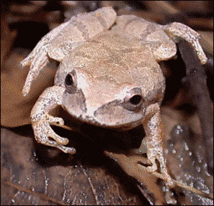 Spring Peeper