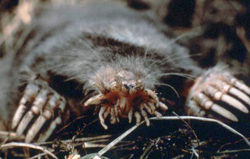 Star-nosed Mole