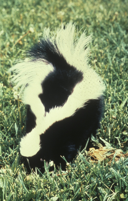 Striped skunk