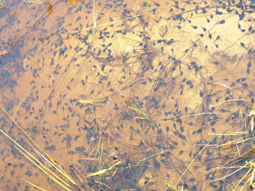 Toad tadpoles