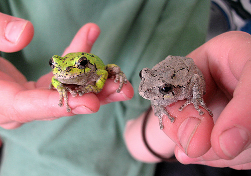 Gray Treefrog