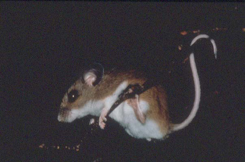 White-footed Mouse