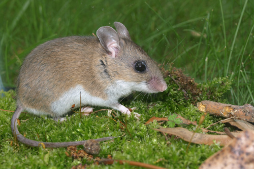 White-footed Mouse