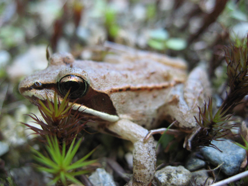 Wood Frog