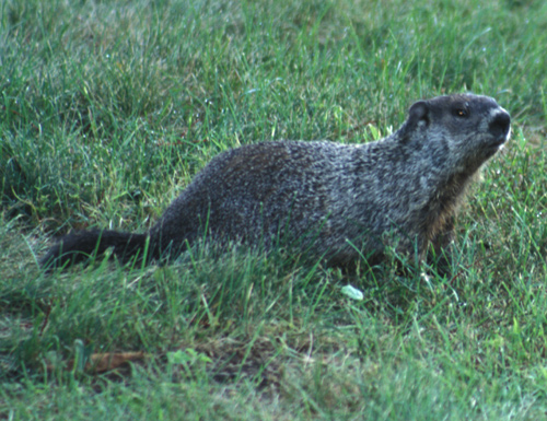 Woodchuck