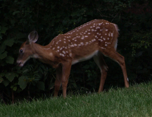 Young deer