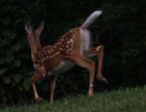 White tail showing